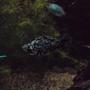 freshwater fish - poecilia latipinna - dalmatian molly stocking in 31 gallons tank - Sharon the Molly