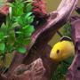 freshwater fish - labidochromis caeruleus - electric yellow cichlid stocking in 30 gallons tank - One of our male yellows...
