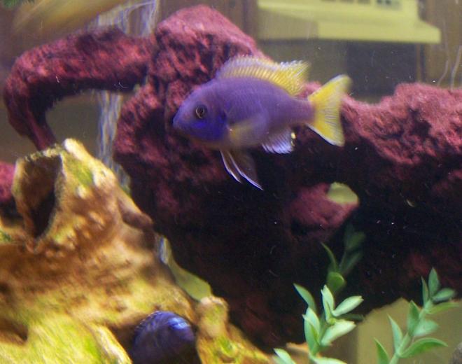 freshwater fish - pseudotropheus acei - acei cichlid stocking in 30 gallons tank - Our blue acei with the johanni peeking in on the bottom....