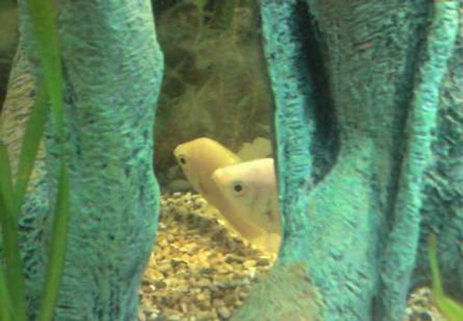freshwater fish - helostoma temmincki - kissing gourami stocking in 31 gallons tank - The Kissers Wait and Bleed