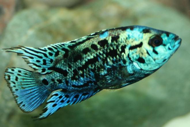 freshwater fish - nandopsis octofasciatum - electric blue jack dempsey stocking in 150 gallons tank - Electric Blue Jack Dempsey