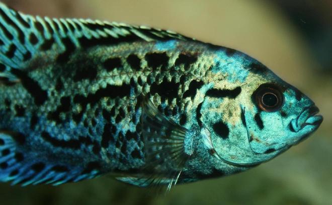 freshwater fish - nandopsis octofasciatum - electric blue jack dempsey stocking in 150 gallons tank - Electric Blue Jack