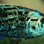 freshwater fish - nandopsis octofasciatum - electric blue jack dempsey stocking in 150 gallons tank - Electric Blue Jack