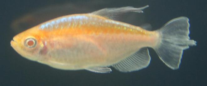 freshwater fish - phenacogrammus interruptus - congo tetra stocking in 150 gallons tank - Albino Congo Tetra (Female)