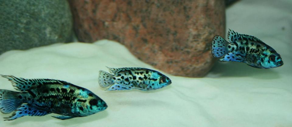 freshwater fish - nandopsis octofasciatum - electric blue jack dempsey stocking in 150 gallons tank - Electric Blue Jack Dempsey Crew
