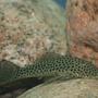freshwater fish - parancistrus aurantiacus - rubber pleco (l-56) stocking in 150 gallons tank - Rubber Lip Pleco