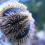 corals inverts - mespilia globulus - blue tuxedo urchin stocking in 125 gallons tank - Blue Tuxedo Urchin up close