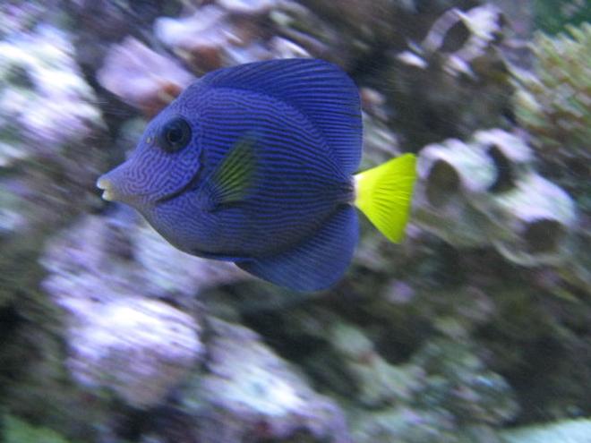 saltwater fish - zebrasoma xanthurum - purple tang stocking in 125 gallons tank - Purple Tang