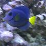 saltwater fish - zebrasoma xanthurum - purple tang stocking in 125 gallons tank - Purple Tang