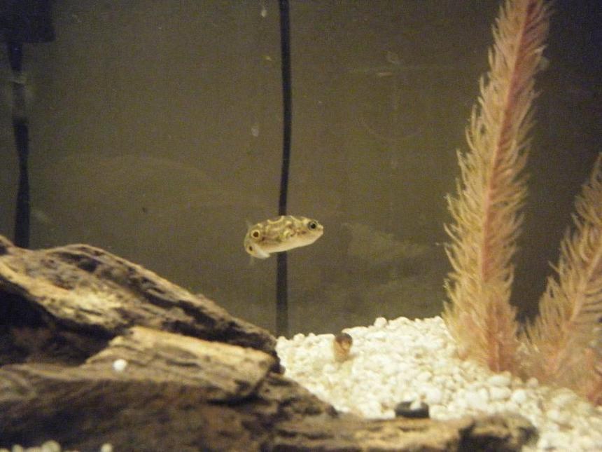 Rated #226: Freshwater Fish - Tetraodon Biocellatus - Figure 8 Puffer Stocking In 100 Gallons Tank - puffs