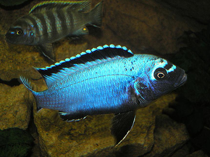 Rated #33: Freshwater Fish - Metriaclima Sp. Stocking In 63 Gallons Tank - "Membe Deep" Maingano - Dominant Male