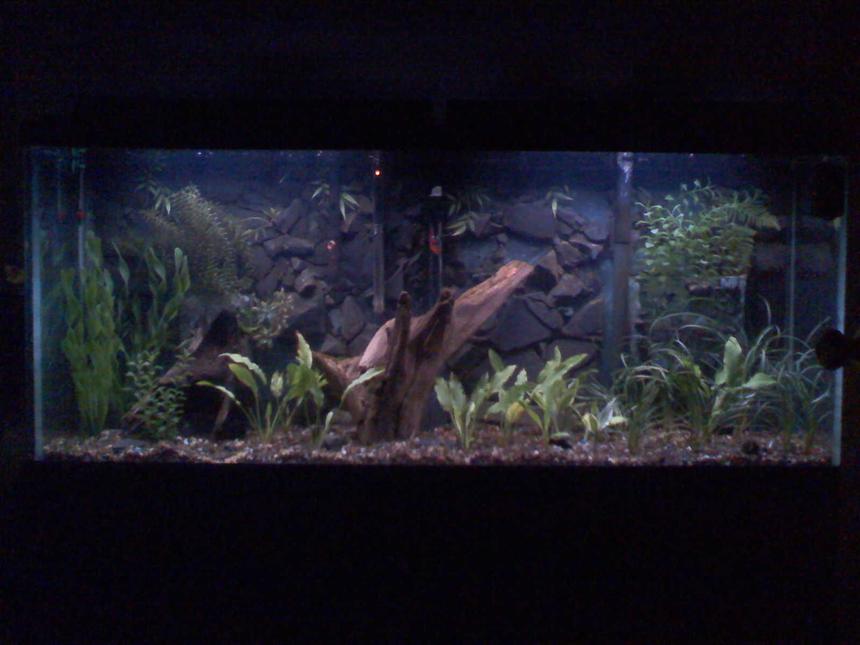 Rated #154: 55 Gallons Planted Tank - new build, LOTS of improvements to come!