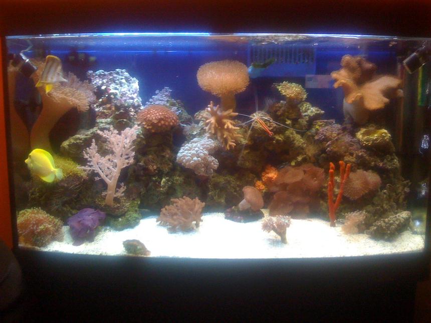 Rated #86: 45 Gallons Reef Tank - New Coral