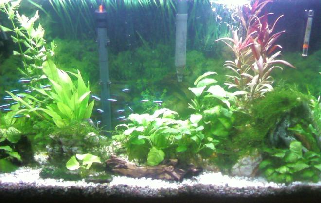 38 gallons planted tank (mostly live plants and fish) - Planted 38 Gal