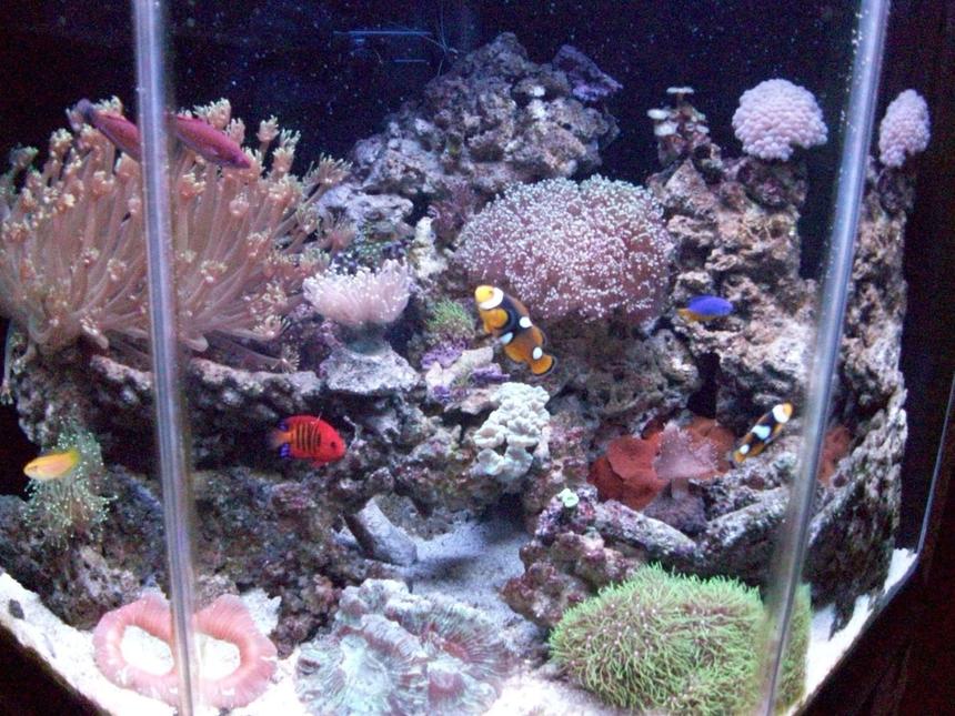 Rated #87: 44 Gallons Reef Tank - 44g pentagon tank.  2 onyx clownfish, 2 flame angels, carpenter flasher wrasse, yellow candy hogfish, kupang damsel, diamond watchman goby, 2 bubble tip anenomes, emerald crab, cleaner shrimp, banded coral shrimp, 3 conches, multiple snails and hermits.  Contains mixed zoanthids, various frogs spawn, neon candy, kryptonite candy, goniopora, various brains, leather finger, various torches, various star polyps, various shrooms, bubbles.