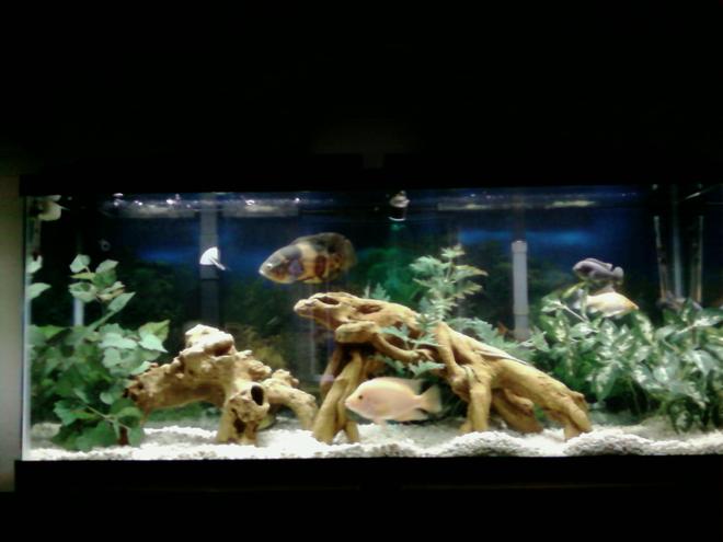 55 gallons freshwater fish tank (mostly fish and non-living decorations) - another one