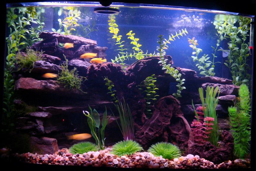 Rated #15: 36 Gallons Freshwater Fish Tank - 36 Gallon Bowfront
6 Pseudotropheus Saulosi