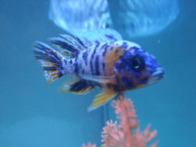 freshwater fish - aulonocara nyassae var. - peacock cichlid, orange blossom stocking in 80 gallons tank - peacock