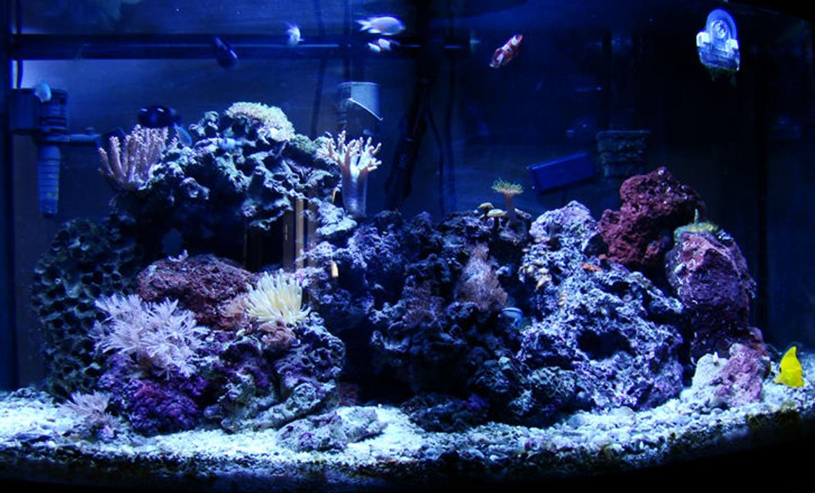 46 gallons reef tank (mostly live coral and fish) - 46 gallon bowfront 36x18x16 - 250 w metal halide 14000k - 100lb LR - yellow tang,pair of gold stripe maroon clowns, 4 green chromis, 2 domiino damsels, striped damsel, scooter blenny, cleaner wrasse - GSP, green toadstool leather, finger leather 6 types of zoos, giant green palythoa, yellow polyps, kenya tree, green mushrooms 2 variations of anthilia, bali green slimer