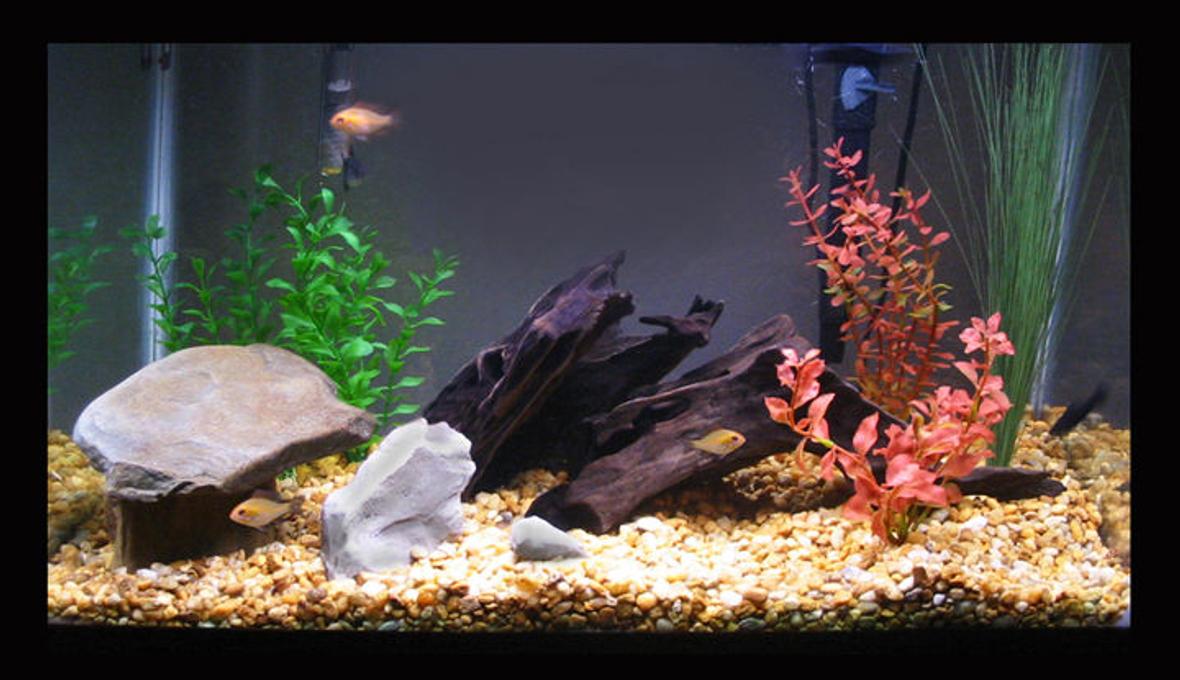 20 gallons freshwater fish tank (mostly fish and non-living decorations) - My first aquarium. 20 gallon with Zebra Cichlids, Black mollies, danios, tetras and one red-tailed shark. Rocks, two pieces of driftwood and plastic plants.