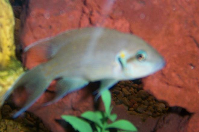freshwater fish - neolamprologus brichardi - brichardi cichlid stocking in 30 gallons tank - one of our fish...I forgot what kind