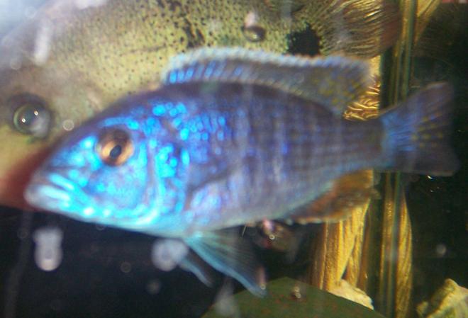 freshwater fish - sciaenochromis fryeri - electric blue hap stocking in 30 gallons tank - another fish...i forgot what kind