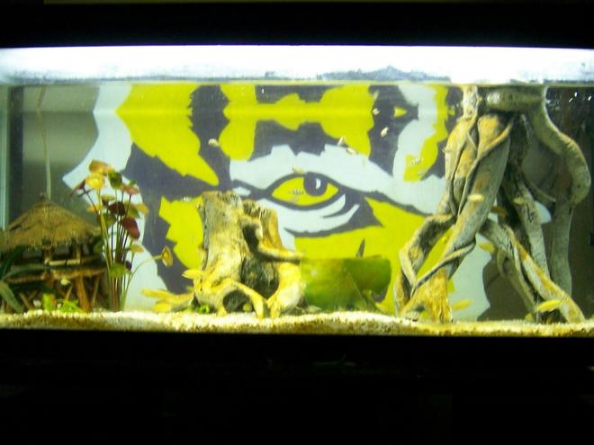30 gallons freshwater fish tank (mostly fish and non-living decorations) - Our 40 gallon cichlid baby tank...3 generations of babies in here + 1 bristlenose pleco