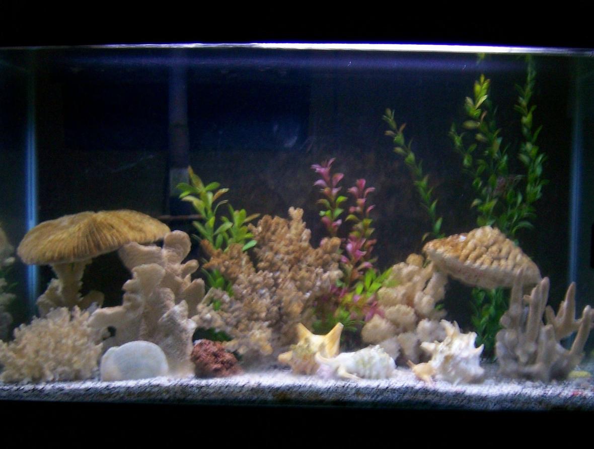 30 gallons reef tank (mostly live coral and fish) - Our 30 gallon with 2 green spotted puffers, 1 tire track eel, and 1 leaf fish, and 1 bristlenose pleco...i uploaded the pic under freshwater tank, but they put it under reef tank...it's actually brackish water