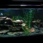 55 gallons freshwater fish tank (mostly fish and non-living decorations) - 75 gal