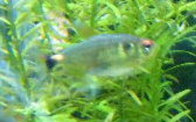 freshwater fish - hemigrammus erythrozonus - glowlight tetra stocking in 55 gallons tank - glowlight tetra