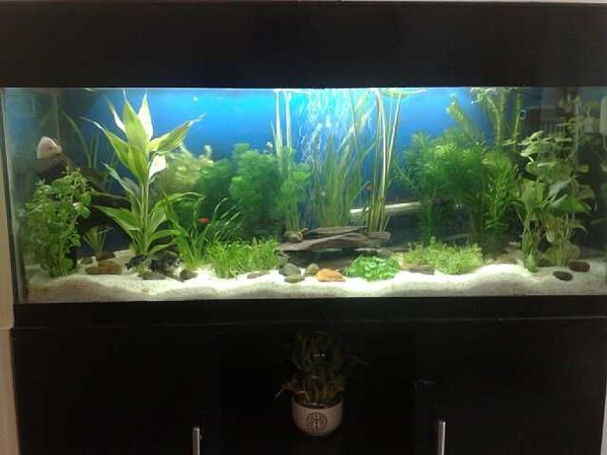 Rated #92: 15 Gallons Planted Tank - Planted tank
