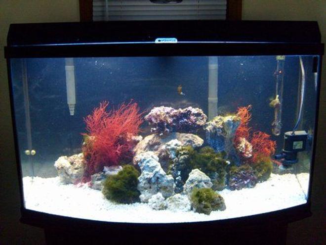46 gallons reef tank (mostly live coral and fish) - 46 Gallon Bow Front, T5 HO Life Glo, T8 Marine Glo, 50 AC powerhead, 2 X 70 Gallon Aqua Clear 300s, Ebo Jagger heater.
2 percula clown, 1 peppermint shrimp, 1 Sebae anemone, sevral brittle starfish, 1 turbo snail, 4 blue legged crabs, 3 bumble bee snails, 4 cleaner snails and other snails.