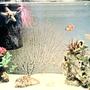 corals inverts - eucidaris tribuloides - pencil urchin stocking in 20 gallons tank - In this picture is 3 Damsels (1 yellow, 2 black with white spots), 1 Clownfish, 1 Chocolate chip starfish, sea anemone, live rock, fake coral :P, 1 Sea Urchin, and some lovley daisys. ive recently gained more family, so i'll update my picture soon thanks!