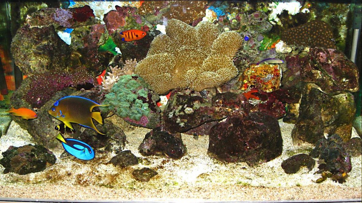 saltwater fish - paracanthurus hepatus - blue tang stocking in 60 gallons tank - My Reef Tank