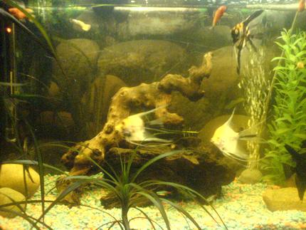 freshwater fish - pterophyllum sp. - koi angel stocking in 35 gallons tank - JUST STARTED DOING THIS SETUP BUT MIGHT CHANGE IT
