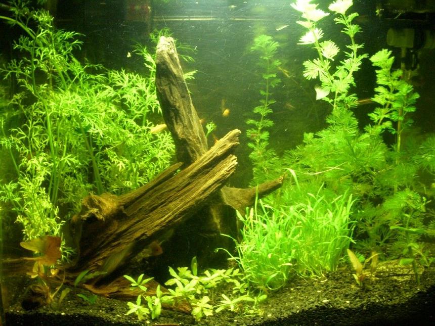 Rated #907: 150 Gallons Planted Tank - Planted tank-12 gallon 
Description- 13w compact fluorescent, co2, fluorite black.
Plants-Cabomba, water sprite, micro sword, red lotus, Hygrophila, aponogeton ulvaceus, Cryptocoryne wendtii red and green.
fish- German blue/gold rams, clouds gold and black, cherry shrimp.