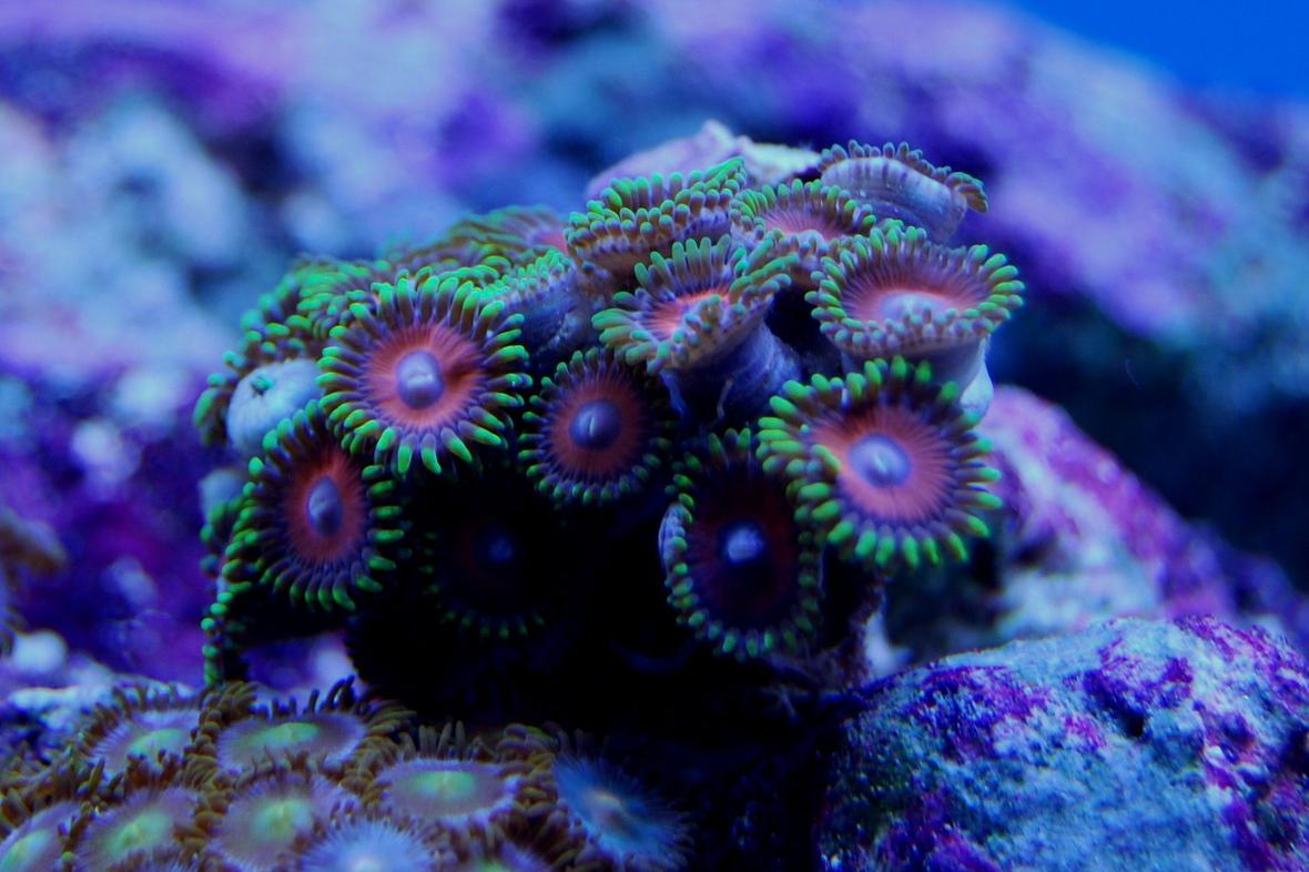 corals inverts - zoanthus sp. - button polyp, pink stocking in 65 gallons tank - zoanthus