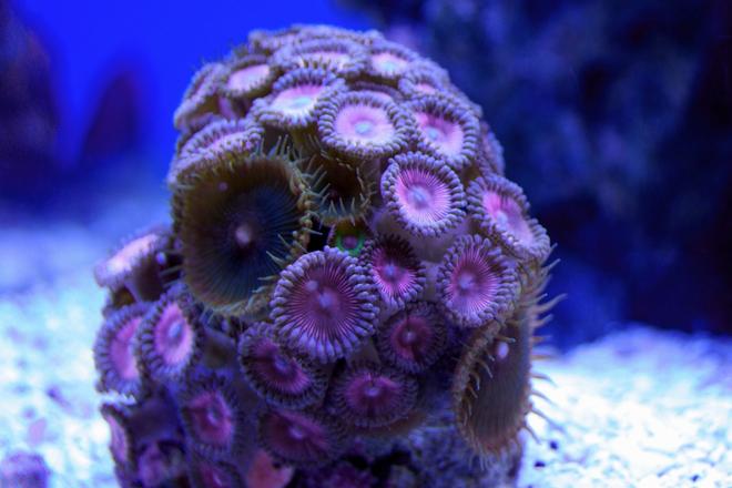 corals inverts - zoanthus sp. - button polyp, pink stocking in 65 gallons tank - pink zoanthus