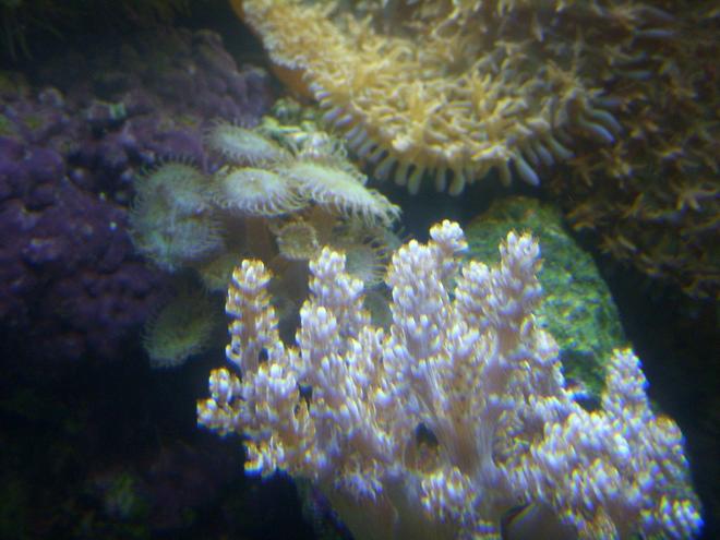corals inverts - capnella sp. - kenya tree coral stocking in 150 gallons tank - zoo's, kenyi tree coral.