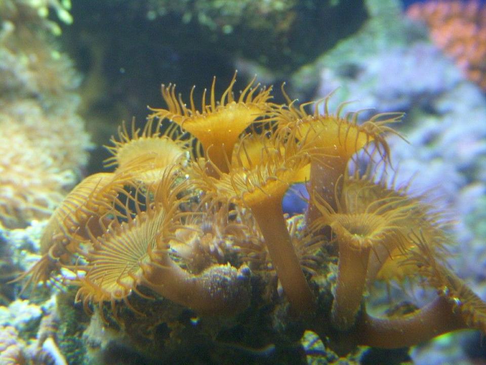 corals inverts - protopalythoa sp. - button polyp stocking in 150 gallons tank - button polyps