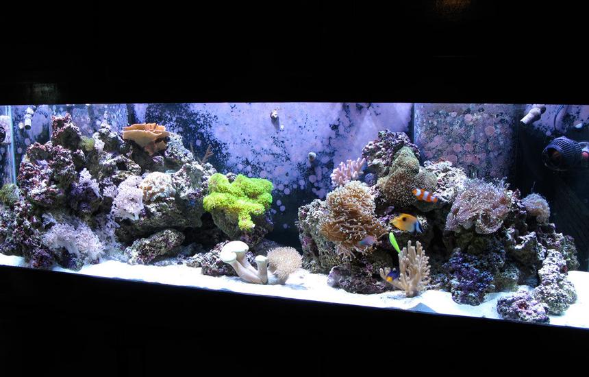 Rated #54: 125 Gallons Reef Tank - My reef tank after 9 months