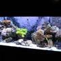 125 gallons reef tank (mostly live coral and fish) - My reef tank after 9 months
