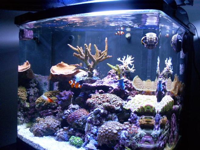 24 gallons reef tank (mostly live coral and fish) - My Reef