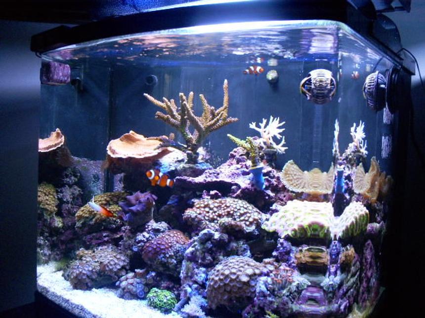 Rated #43: 24 Gallons Reef Tank - My Reef