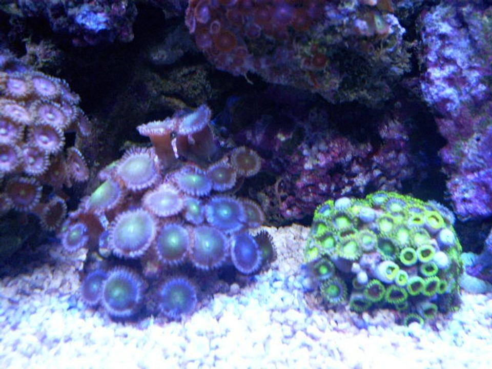 corals inverts - zoanthus sp. - pink zoanthids stocking in 24 gallons tank - frags