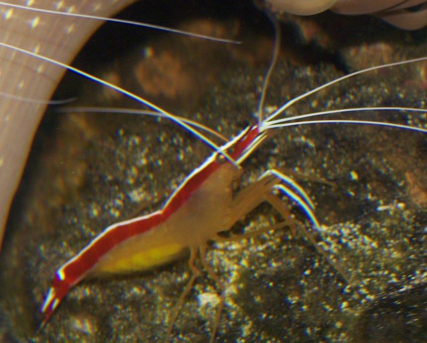 Rated #480: Corals Inverts - Lysmata Amboinensis - Scarlet Skunk Cleaner Shrimp Stocking In 65 Gallons Tank - cleaner shrimp