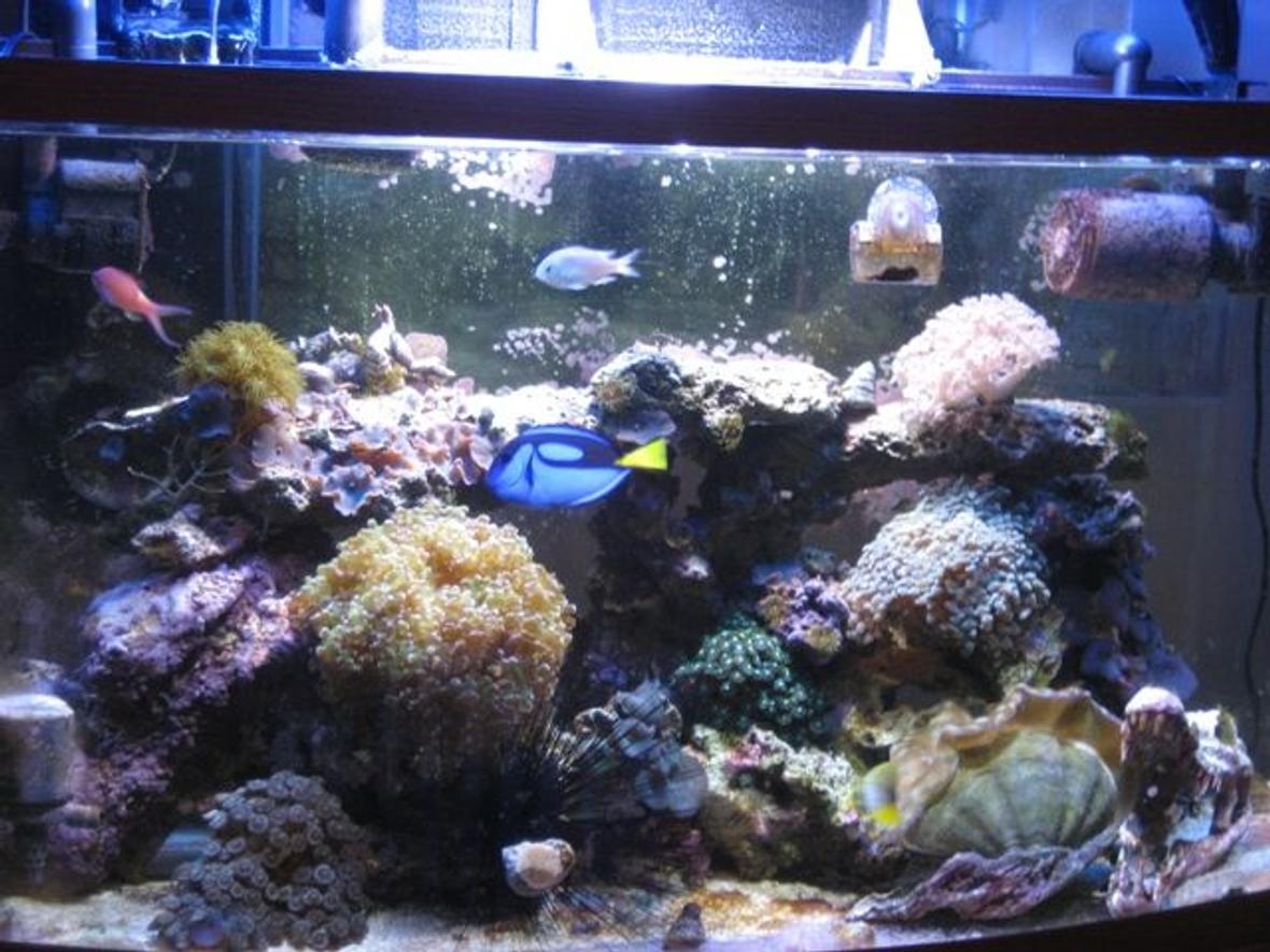 50 gallons reef tank (mostly live coral and fish) - 50 gallon berlin style reef tank Pacific blue tang red green anthia six line wrasse red sea sailfin tang blue chromis hammer coral frogspawn coral pumping xenia yellow polyps green zoanthids deresa giant clam purple and green striped mushroom coral and more