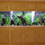 fish tank picture - 300 gallon Tall GlassCages Tank and home built stand/canopy. 8x2x2.5 Driftwood and fake plants. Gravel Substrate 4-Aqua-Glow 40w bulbs 4ft each 750 watts of Stealth heaters 1- Whisper 100 for air Eheim 2262 and two Emperor 400's for filtration.