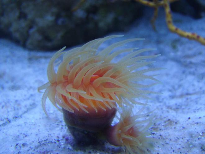 corals inverts - dendrophylliidae - dendrophyllia stocking in 220 gallons tank - Orange Japanese Dendrophylia