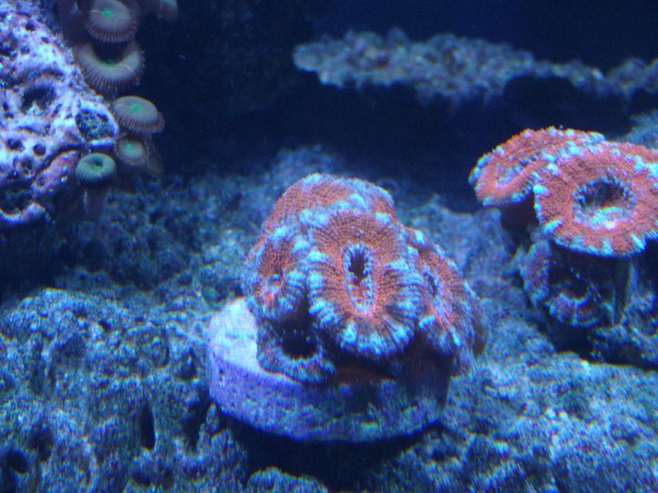 corals inverts - acanthastrea lordhowensis - aussie acan lord stocking in 220 gallons tank - Acans